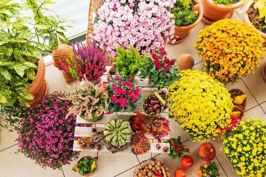 Autumn balcony decoration with colorful flowers and pumpkins