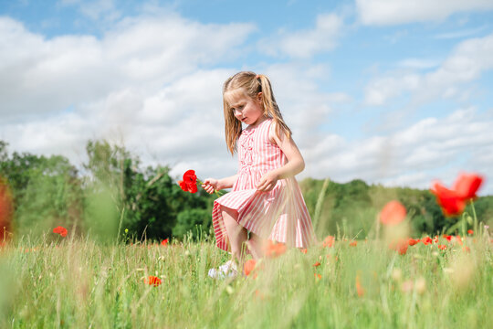 Little girl walking in a summer poppy field holding a flower