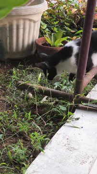 Domestic Cat Chewing Grass Outdoor