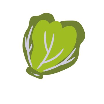 Fresh green cabbage lettuce leaf illustration vector icon isolated on white background