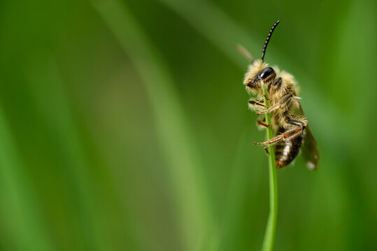 Miner bee, Andrena, hanging at blade of grass in front of green background