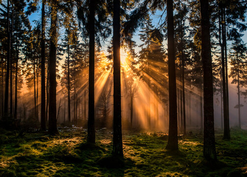 Sunbeams piercing through morning mist in a forest at Feldberg