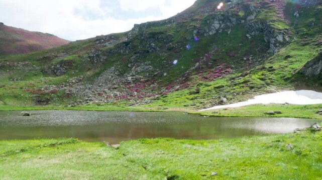 Panoramic View of Lala Mic Alpine Lake and Blooming Rhododendron Flowers in Rodnei Mountains