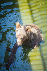 Brown bear cub wading in tranquil green waters under dappled sunlight. © Letitia