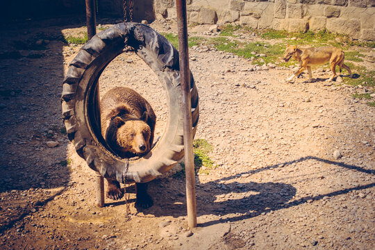 A bear playfully explores a hanging tire in a sunlit enclosure while a curious dog watches from a distance.