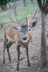 Fototapeta premium Majestic deer with impressive antlers stands by a tree, sticking out its tongue.