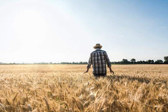 Back view of senior farmer standing in wheat field