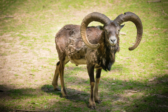 Majestic ram standing on grassy terrain with impressive curled horns.