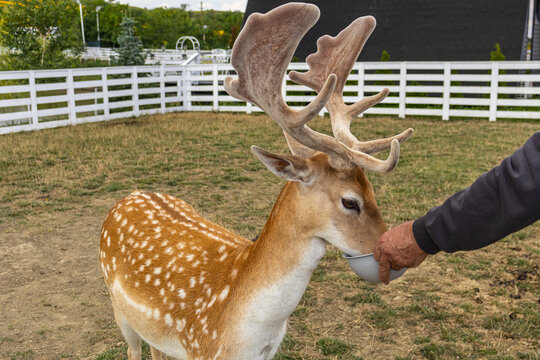 Close Up View of Fallow Deer Buck Being Fed by Hand