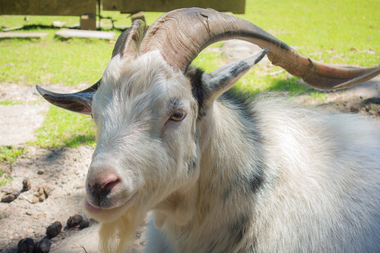 Close-up of a majestic goat with curved horns basking in the sunlight.