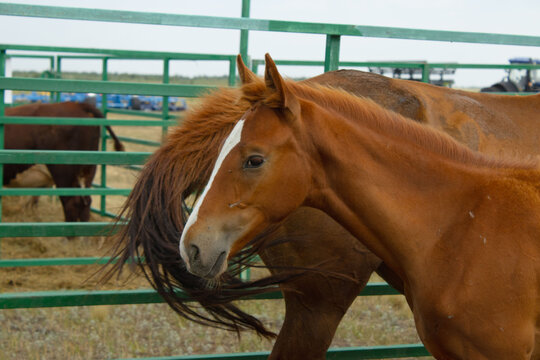 Chestnut Foal with White Blaze Standing Near Mare at Farm Enclosure