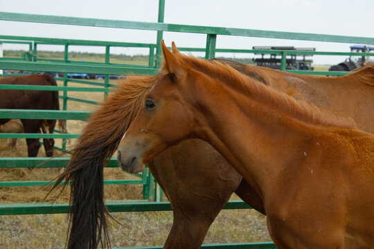 Chestnut Foal with White Blaze Standing Near Mare at Farm Enclosure