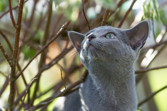 Neugierige Russisch Blau Katze im Garten