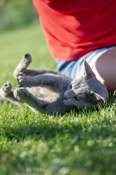 Russisch Blau Katze genie&szlig;t die gemeinsame Zeit im Garten