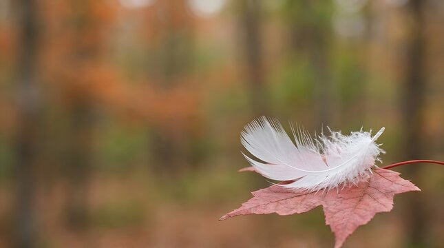 Macro close-up of a delicate white bird feather resting on a vibrant red autumn maple leaf against a softly blurred forest background with orange and green fall foliage colors.