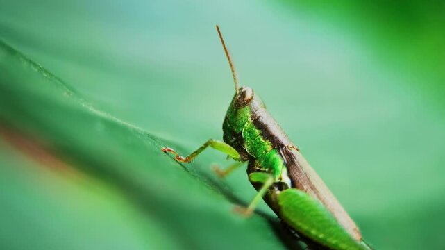 Macro video of a green grasshopper Oxya chinensis sitting on a vibrant green leaf
