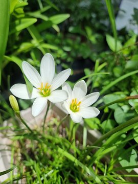 Beautiful colorful Rain Lily flowers (Zephyranthes) blooming in the garden.