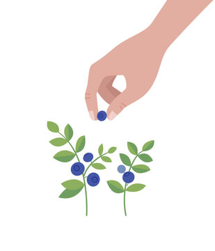 Hand picking fresh blueberries from bush - flat vector illustration of berry harvest.