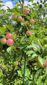 apples on tree
