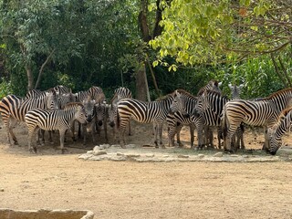 zebras in the safari © BLUESKY IN MY DREAM