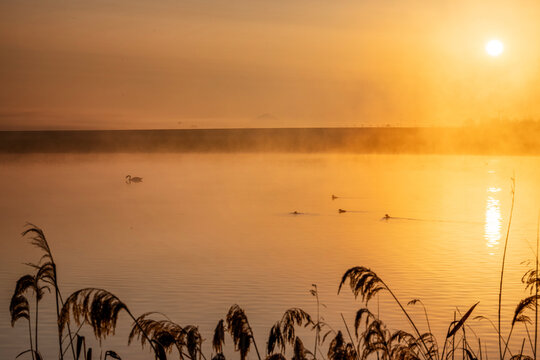 Nebel &uuml;ber einem See bei Sonnenaufgang mit Schwan und Enten auf dem See