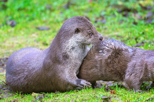 Eurasian otter (Lutra lutra) pair playing together, Bavarian forest, Germany.