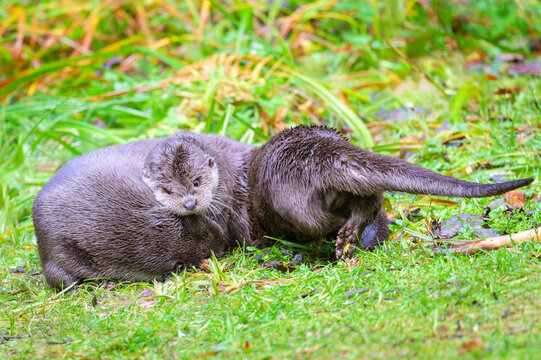 Eurasian otter (Lutra lutra) pair playing together, Bavarian forest, Germany.