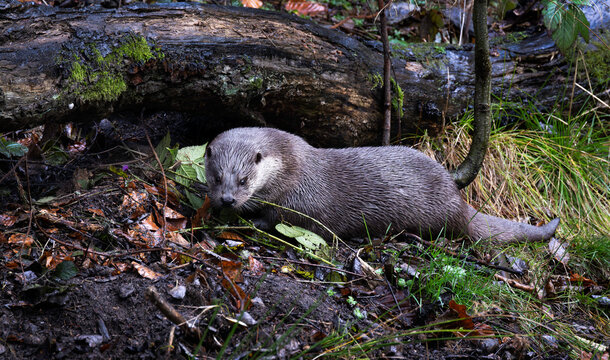 Eurasian otter (Lutra lutra) on riverbank at the burrow entrance, Bavarian forest, Germany.
