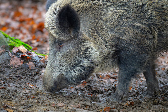 Wild Boar (Sus scrofa) foraging in mud at Bavarian forest, Germany.