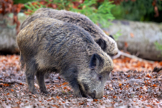 Wild Boar (Sus scrofa) foraging in forest floor at Bavarian forest, Germany.