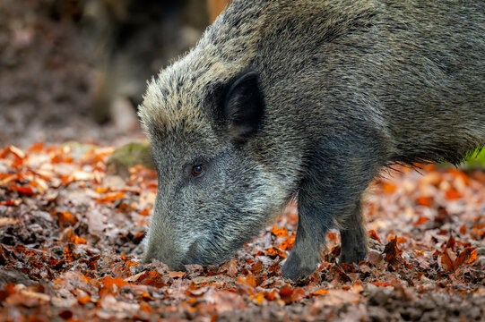 Wild Boar (Sus scrofa) foraging in fallen leaves at Bavarian forest, Germany.