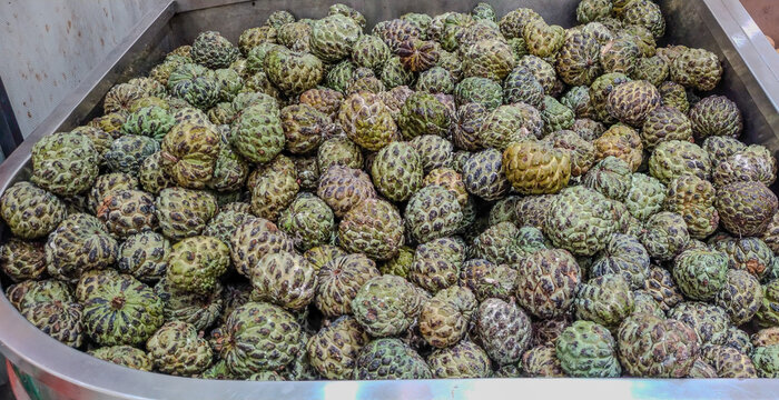 Custard apples are also called seethapalam or sitaphal. Scientific name Annona squamosa originated in Americas and the West Indies. Portuguese traders introduced this fruit to India 