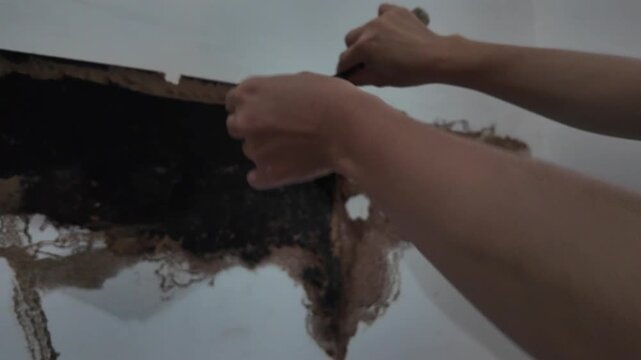 Wide shot showing a worker using a scraper tool to clean off dried brown termite mud residue from an indoor white wall.
