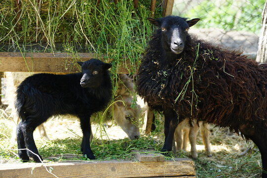 A black sheep and its lamb stand beside a hay feeder in a rural farm enclosure, creating an authentic agricultural scene suitable for farming, livestock, and rural lifestyle content.