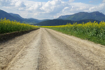 A rural dirt road winds between blooming yellow crop fields toward forested mountains beneath dramatic clouds, ideal for agriculture, travel, sustainability, and countryside themes. © Duro Mesiar