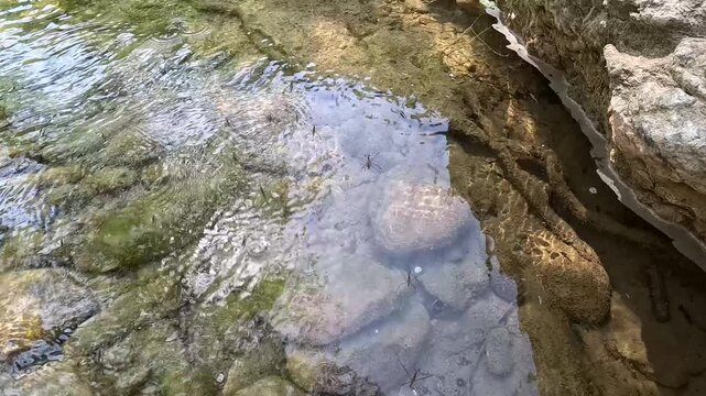 Water strider Gerridae on calm forest stream surface