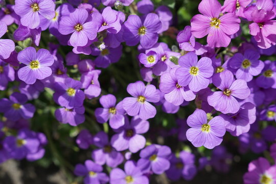 A close-up of vibrant purple blossoms creates a colorful floral background, ideal for spring themes, gardening, nature, wellness, and decorative design projects.