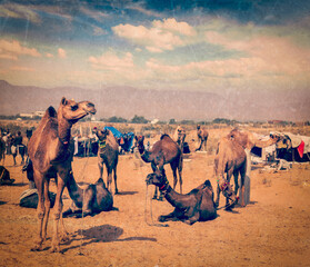 Fototapeta premium Vintage retro hipster style travel view of camels at Pushkar Mela (Pushkar Camel Fair), Pushkar, Rajasthan, India with grunge texture overlaid