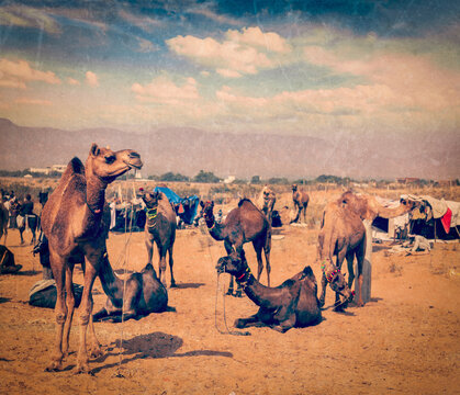 Vintage retro hipster style travel view of camels at Pushkar Mela (Pushkar Camel Fair), Pushkar, Rajasthan, India with grunge texture overlaid