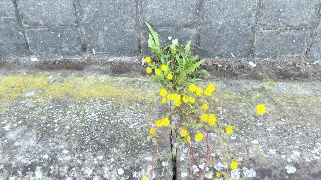 A slow forward-moving shot approaches a small cluster of bright yellow wildflowers growing from cracks beside a weathered concrete block wall. Slow push-in shot filmed at close range.