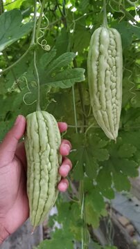 A farmer holds fresh light green bitter melon or Momordica charantia hanging on a garden vine