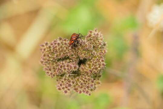 Macro shot of a red and black striped shield bug (Graphosoma italicum) resting on a dried flower head
