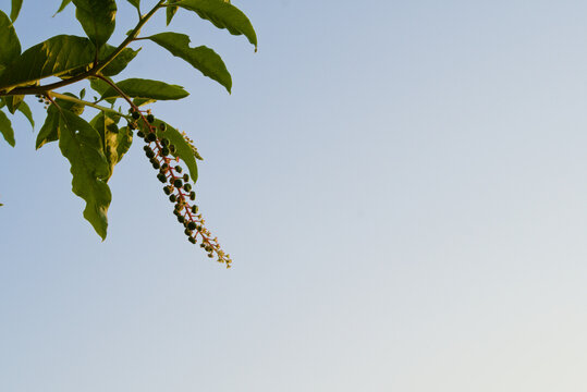 Minimalist shot of a green plant branch with hanging berries against a clear blue sky with copy space