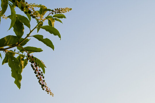 Green foliage and hanging berries framing a clear blue sky with generous copy space