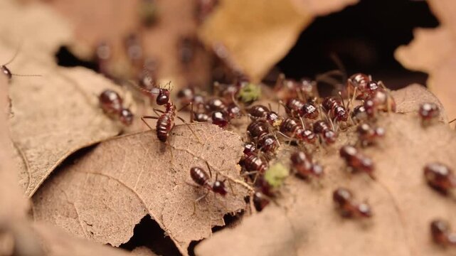 Macro video of termite workers moving across dry leaves and decaying wood while transporting organic material on the forest floor, highlighting decomposition and ecosystem activity.