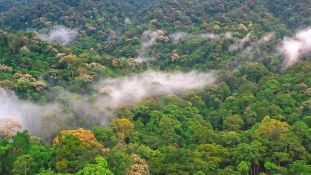 Leuser Rainforest, Sumatra, Indonesia, as morning mist settles over the dense tropical canopy. This sweeping wide shot captures the untouched wilderness of the Leuser Ecosystem