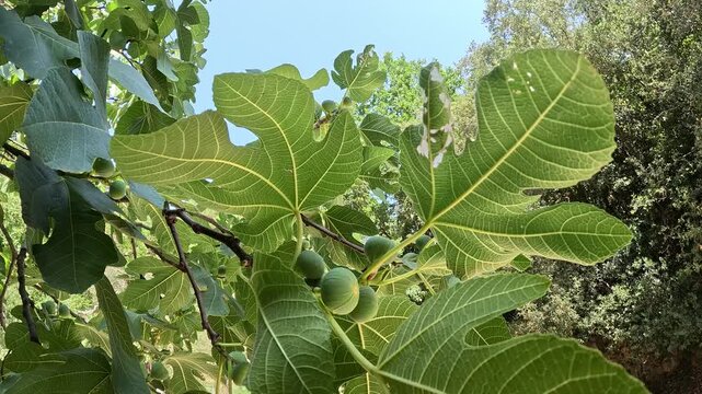 Fig tree branch with unripe green figs, static shot