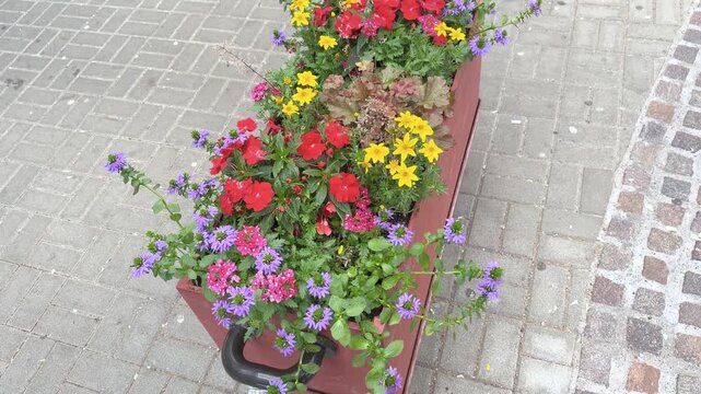 A slow tilt-up reveals a decorative mine cart filled with colorful summer flowers in a public space. Bright blossoms, lush foliage. Slow tilt up shot.