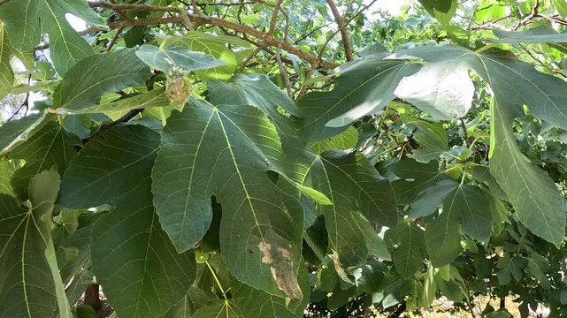 Fig tree branch with unripe fruit and wilted leaves