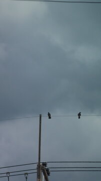 Two birds are perched on a single wire against a backdrop of dark, cloudy skies. The wire runs horizontally across the image, with a vertical pole supporting it on the left side